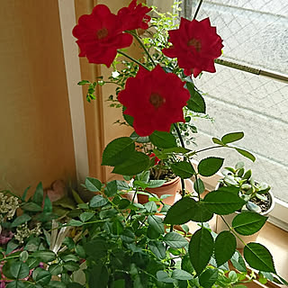 玄関/入り口/ミニ薔薇/花のある暮らし/鉢植え/赤い薔薇...などのインテリア実例 - 2017-08-08 01:25:10