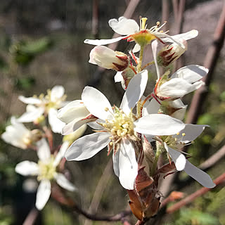 ジューンベリー/里山/景色が大好き/花/庭...などのインテリア実例 - 2019-04-16 11:08:12