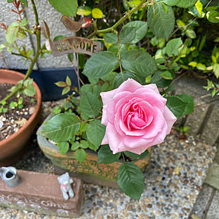 薔薇大好き/植物のある暮らし/ミニ薔薇もうじき咲きそう♡/お花好き♡/ナチュラル...などのインテリア実例 - 2021-05-30 20:14:51