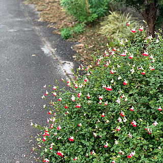 築30年以上/セカンドハウス的な/アパートの管理兼骨休み/3泊４日/庭の花...などのインテリア実例 - 2022-11-29 21:48:54