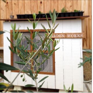 玄関/入り口/ステンシル/GARDEN WORKS/オリーブの木/室外機カバーのインテリア実例 - 2014-06-26 06:53:04