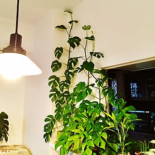 キッチン/ヒメモンステラ/観葉植物/観葉植物のある部屋/NO GREEN NO LIFE...などのインテリア実例 - 2016-12-26 08:16:34