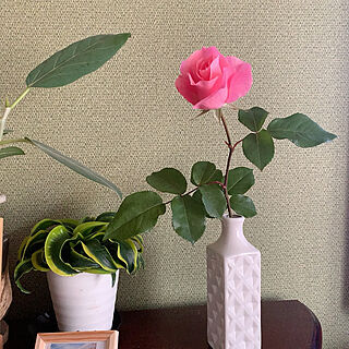 庭の薔薇を飾る/棚/バラのインテリア実例 - 2022-05-03 21:19:19