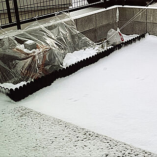 足跡ついてます/雪/家庭菜園/即興で作りました/ビニールハウス風のインテリア実例 - 2023-01-25 07:24:57
