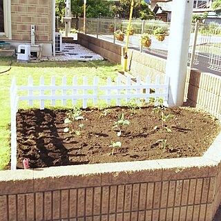 玄関/入り口/家庭菜園♡/トマト植えました！/お花のある暮らしのインテリア実例 - 2016-05-05 21:50:33