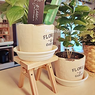 棚/観葉植物のある暮らし/コーヒーの木/キッチンカウンター/小さい椅子...などのインテリア実例 - 2023-06-28 12:29:59