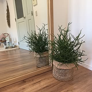 リビング/観葉植物のある暮らし/観葉植物のある部屋/観葉植物/SLOW HOUSE ...などのインテリア実例 - 2017-07-10 18:19:55