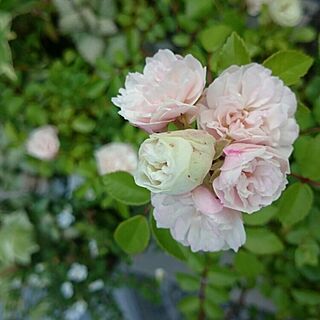 植物/春ですね～♪/お花のある暮らし/バラの季節のインテリア実例 - 2016-05-21 11:22:21