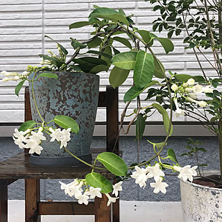 庭 マダガスカルジャスミンのおしゃれなインテリアコーディネート レイアウトの実例 Roomclip ルームクリップ