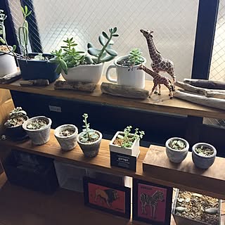 棚/窓際/DIY/100均/観葉植物...などのインテリア実例 - 2017-01-22 16:20:53