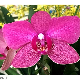 orchid/観葉植物/Torontoのインテリア実例 - 2017-01-15 02:53:52