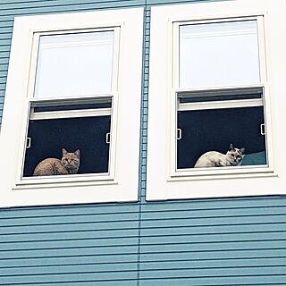 部屋全体/#猫/#青い家/#窓トリムのインテリア実例 - 2023-05-31 06:13:59