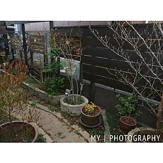 裏庭/多肉植物/garden/プロヴァンスに憧れて…/実家...などのインテリア実例 - 2016-01-06 21:34:21