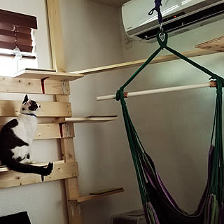 リビング/猫と暮らす/DIY/キャットウォーク/キャットタワーDIYのインテリア実例 - 2020-03-17 19:42:54