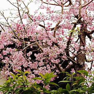満開/庭の木/しだれ桜/シンボルツリー/玄関/入り口のインテリア実例 - 2021-04-06 19:08:18