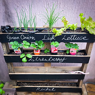 パレットプランターのインテリア実例 Roomclip ルームクリップ