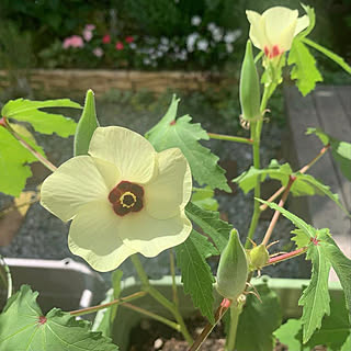 庭/プランター菜園/オクラの花/家庭菜園/お庭の花...などのインテリア実例 - 2021-08-22 00:54:14