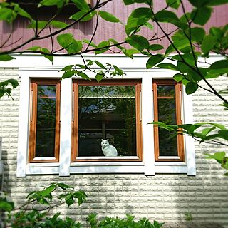 玄関/入り口/スウェーデンハウス /北欧/1969組/ねこのいる風景...などのインテリア実例 - 2017-05-19 22:06:45