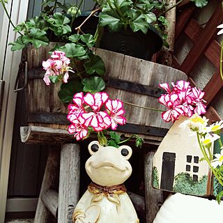 玄関/入り口/ゼラニウム/お花のインテリア実例 - 2014-05-23 11:17:51
