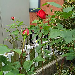 玄関/入り口/薔薇が好き/スローライフ♪/暮らしを楽しむ/季節を楽しむ...などのインテリア実例 - 2017-05-25 00:10:41