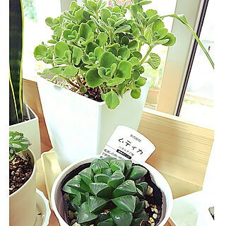 リビング/観葉植物/植物のある生活/観葉植物いろいろ/いつもありがとうございます♪感謝☆...などのインテリア実例 - 2021-09-10 22:31:59