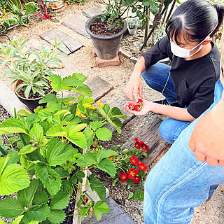 家族で仲良く/家庭菜園/女子高生/いちご狩り/いちご栽培...などのインテリア実例 - 2022-05-05 19:01:27