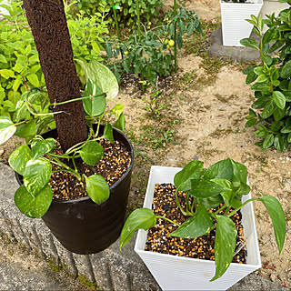 がんばれポトスちゃん/植え替え後しなる/ポトス/蒸し暑い/陽射しがギラギラ...などのインテリア実例 - 2021-06-18 19:03:06