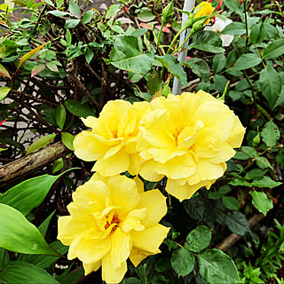 黄色の薔薇/好きな物に囲まれた暮らし/季節を楽しむ暮らし/注文住宅/花のある暮らし...などのインテリア実例 - 2021-05-22 18:41:44