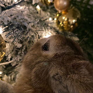 プルﾁｬﾝ/ウサギ/クリスマスツリー/2021年/リゾートインテリア...などのインテリア実例 - 2021-12-06 20:37:26