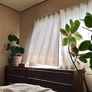 ベッド周り/ゴムの木/モンステラ/観葉植物/植物...などのインテリア実例 - 2017-07-05 08:38:53
