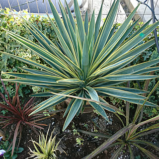 玄関/入り口/新入りグリーン/西海岸インテリア/多肉植物/観葉植物...などのインテリア実例 - 2018-11-25 15:16:10