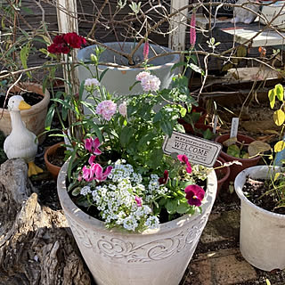 壁/天井/花のある暮らし/寄せ植え/植物のある暮らし/お花が好き...などのインテリア実例 - 2021-11-22 14:35:13