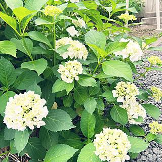 紫陽花/おはようございます+*。/庭/熱中症にお気をつけて♪/本日の一枚...などのインテリア実例 - 2022-07-11 08:22:05