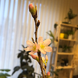 さくら 桜の木の枝のおしゃれなアレンジ 飾り方のインテリア実例 Roomclip ルームクリップ