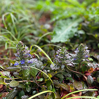 雨上がり/アジュガの花/春/植物のある暮らし/逢...などのインテリア実例 - 2022-03-31 08:47:32