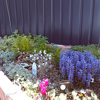 趣味/花のある暮らし/植物のある暮らし/花のある空間/花のある生活...などのインテリア実例 - 2021-04-12 11:49:20