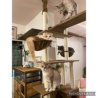 スコティッシュフォールド/ブリティッシュショートヘア/ねこ/キャットタワー/狭小住宅...などのインテリア実例 - 2021-07-02 23:45:33