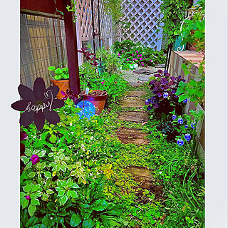 ガーデニングの季節/お庭を楽しむ/笑顔で暮らす♡/庭/小さな庭...などのインテリア実例 - 2022-11-05 01:30:34