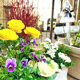 三軒茶屋/皆様今日も一日お疲れ様です॰˳ཻ̊♡/寒さに強いお花の寄せ植え/寄せ植え/昭和女子大学に来ています...などのインテリア実例 - 2019-12-23 17:41:05