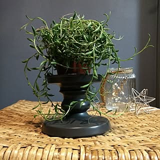 買ったもの/日替わり投稿企画!月曜日/植物/観葉植物/観葉植物。...などのインテリア実例 - 2017-05-15 23:29:04