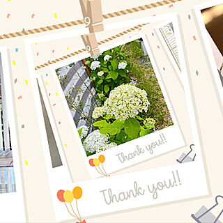 アナベル/白い花が好き/フォロー＆いいね！ありがとうございます☆/RCの皆さまに感謝♡/白が好き...などのインテリア実例 - 2021-08-02 20:30:56