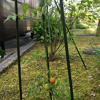 一本仕立て/赤くなりはじめました/快晴28°/ミニトマトアイコ/南向きの庭...などのインテリア実例 - 2020-06-24 08:33:38