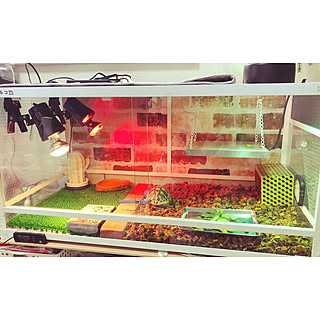 リクガメのインテリア実例 Roomclip ルームクリップ