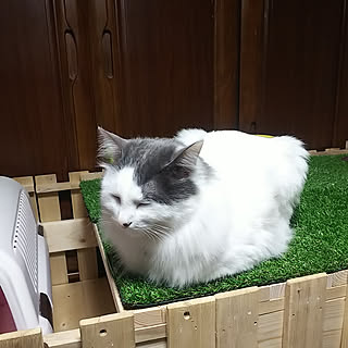 リフォーム/犬小屋DIY/猫小屋DIY/100均/ダイソー...などのインテリア実例 - 2019-04-30 22:08:38