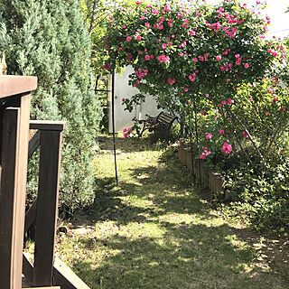 おはようございます♪/５月の庭/アンジェラ咲き始めました/玄関/入り口/花のある暮らしのインテリア実例 - 2019-05-25 08:25:03