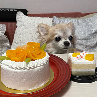 犬用ケーキ/愛犬のお誕生日/賃貸マンション/白が好き♡/クッション...などのインテリア実例 - 2021-04-25 13:11:43