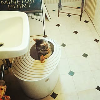 上から猫トイレのインテリア実例 Roomclip ルームクリップ