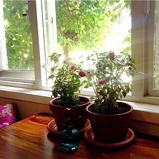 机/窓辺/朝/庭の見える窓/バラ...などのインテリア実例 - 2016-04-27 20:11:59