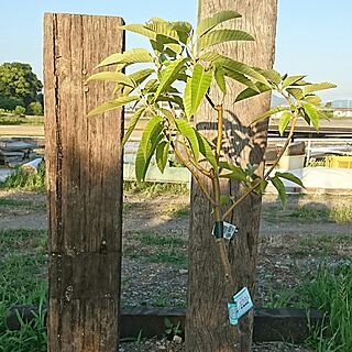 ベッド周り/栗の木/資材置き場/枕木/いいね❤コメント&フォローに感謝ですのインテリア実例 - 2017-06-02 23:17:38