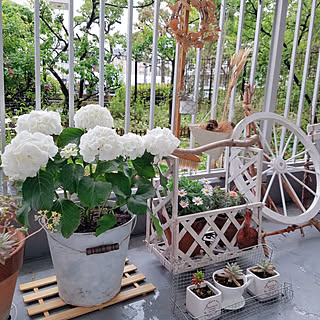 ベランダガーデン アジサイのおしゃれなアレンジ 飾り方のインテリア実例 Roomclip ルームクリップ